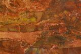 Colorful, Polished Petrified Wood (Araucarioxylon) - Arizona #371649-2
